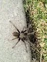 Aphonopelma johnnycashi
