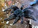 Aphonopelma johnnycashi - photo 2