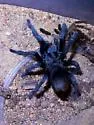 Aphonopelma johnnycashi - photo 3