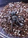 Aphonopelma joshua