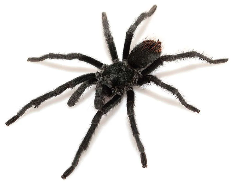 Madera Canyon Tarantula - photo 2