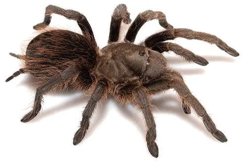 Madera Canyon Tarantula - photo 4