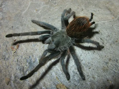 Madera Canyon Tarantula - photo 5