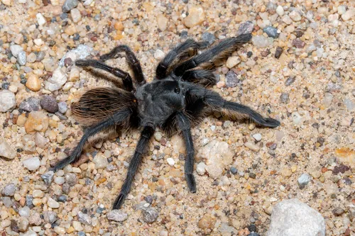Madera Canyon Tarantula - photo 6