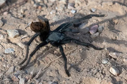 Madera Canyon Tarantula - photo 7