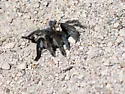Aphonopelma marxi