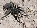 Aphonopelma marxi - photo 2