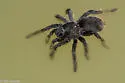 Aphonopelma marxi - photo 3