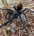 Aphonopelma marxi - photo 5