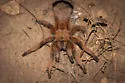 Aphonopelma moderatum