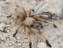 Aphonopelma moderatum - photo 2