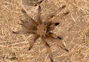 Aphonopelma moderatum - photo 3