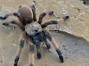 Aphonopelma moderatum - photo 4
