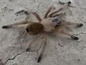 Aphonopelma moderatum - photo 5
