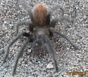 Aphonopelma paloma