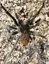Aphonopelma paloma - photo 2