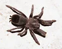 Aphonopelma steindachneri