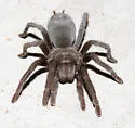 Aphonopelma steindachneri - photo 2