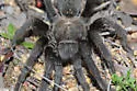 Aphonopelma steindachneri - photo 3
