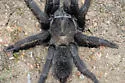 Aphonopelma steindachneri - photo 4