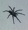 Aphonopelma steindachneri - photo 5