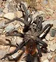 Aphonopelma vorhiesi