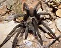 Aphonopelma vorhiesi - photo 2