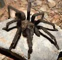 Aphonopelma vorhiesi - photo 3