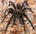 Aphonopelma vorhiesi - photo 4