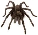 Aphonopelma vorhiesi - photo 5