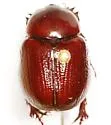 Aphonus brevicruris