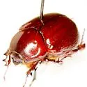 Aphonus brevicruris - photo 2