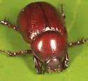 Aphonus castaneus - photo 2