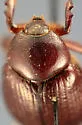 Aphonus castaneus - photo 4