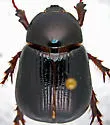 Aphonus densicauda