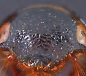 Aphonus densicauda - photo 2