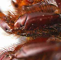 Aphonus densicauda - photo 3