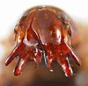 Aphonus densicauda - photo 4