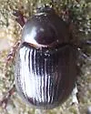 Aphonus densicauda - photo 5