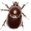 Aphonus texanus