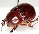 Aphonus texanus - photo 2