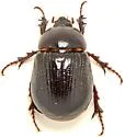 Aphonus texanus - photo 3