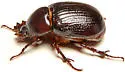 Aphonus texanus - photo 5