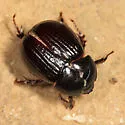 Aphonus tridentatus - Aphonus tridentatus