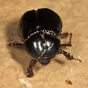 Aphonus tridentatus - photo 2