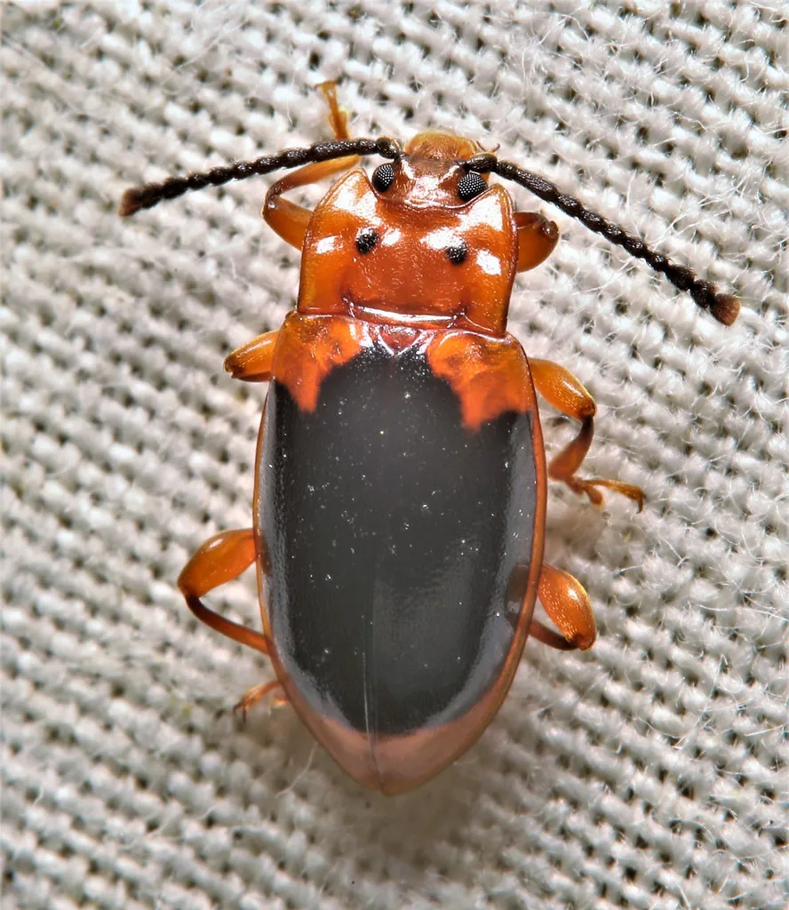 Aphorista laeta - photo 2