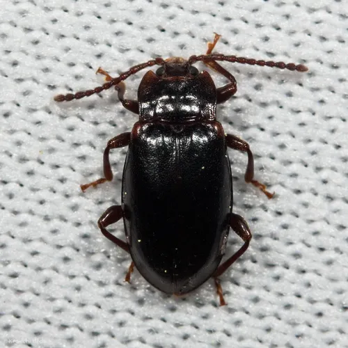 Aphorista morosa - photo 2