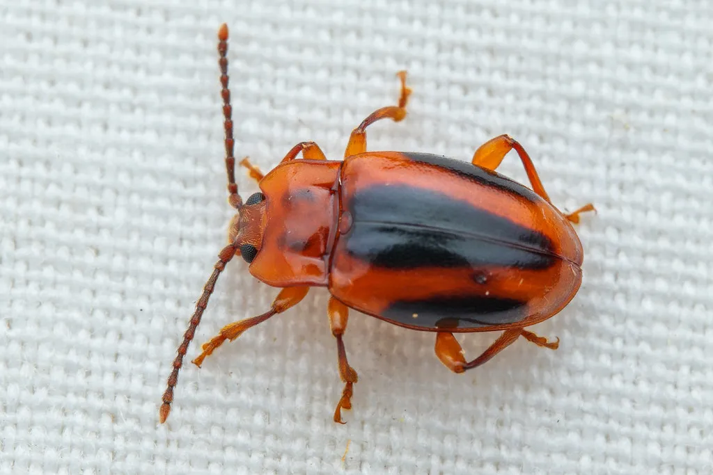 Aphorista vittata
