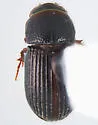 Aphotaenius carolinus - Aphotaenius carolinus