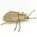 Aphrastus taeniatus